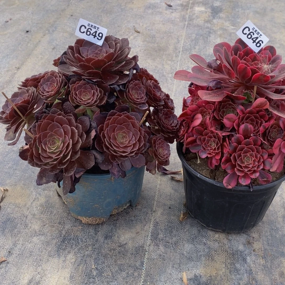 陈***富两颗多肉植物649 646