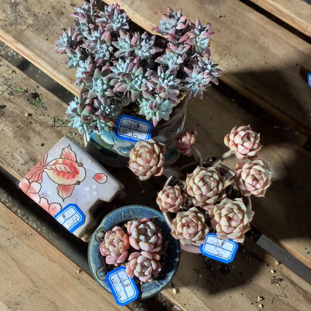 ʚ***美小美  2带盆  1个盆   1花