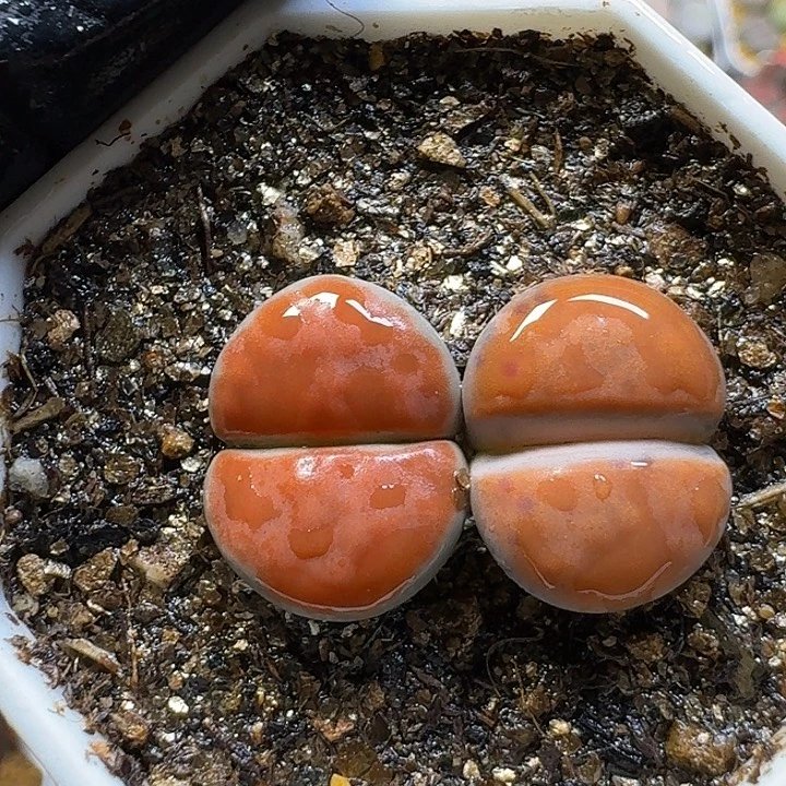 生石花3:：：：。  9号