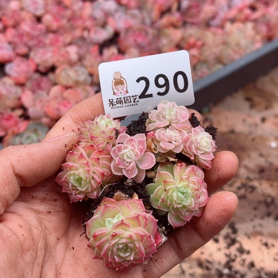 彦**u多肉植物多肉植物