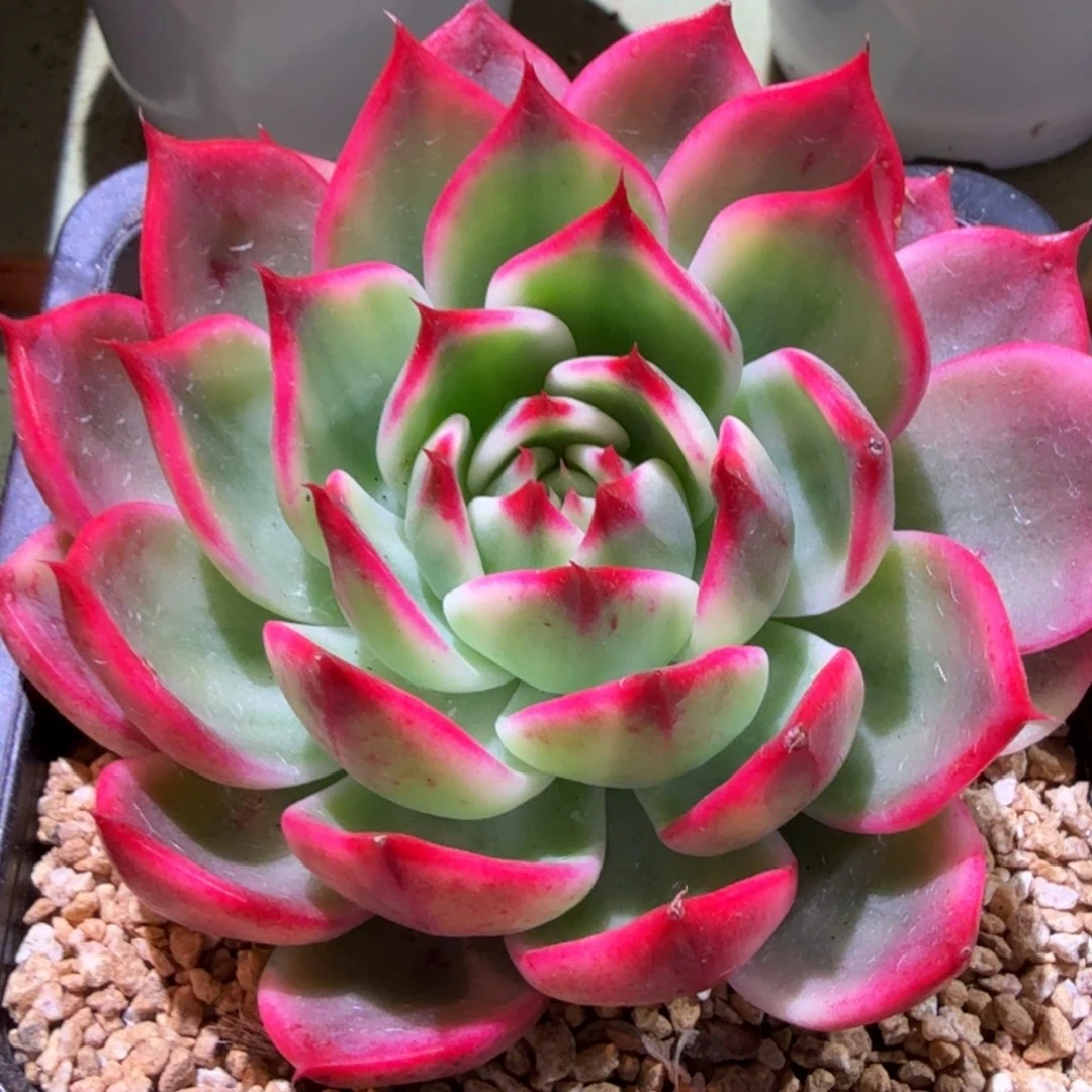 桃花锦，锦上园艺一物一拍