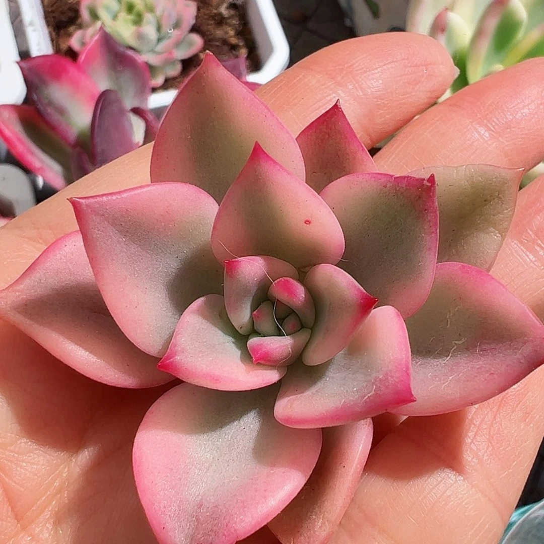 卡梅拉锦，砍头无根