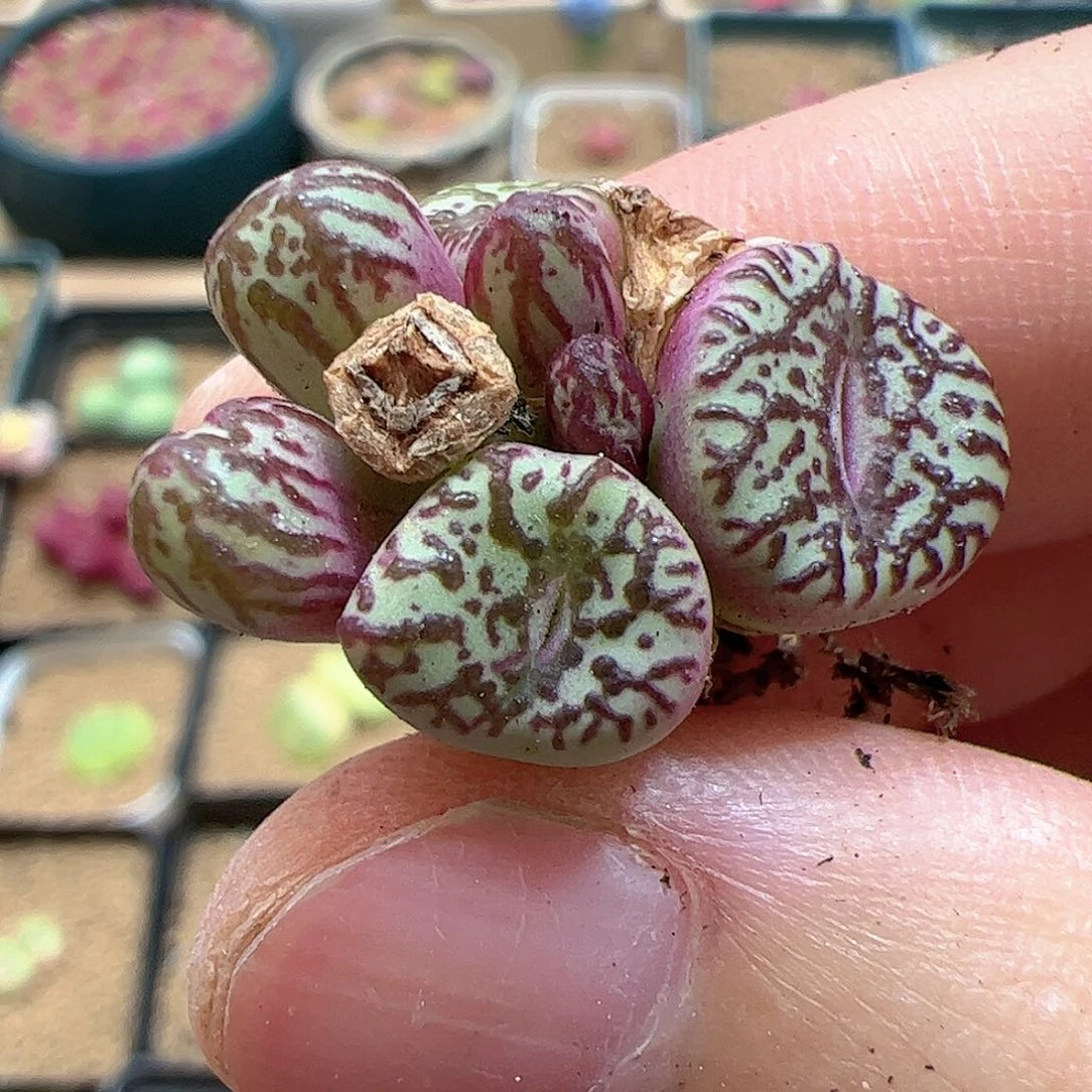 【闪购商品】394 霓虹福利