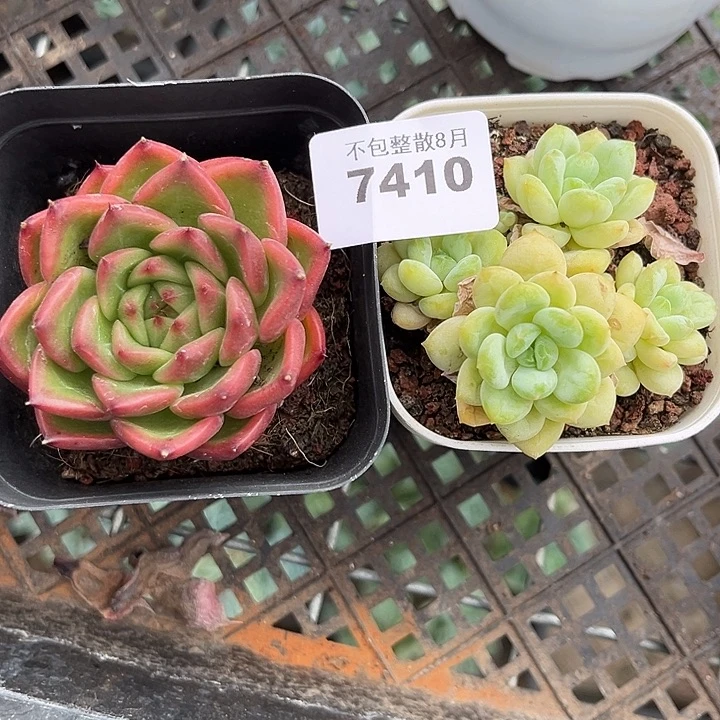 阿雅园艺。        7410阳光玫瑰+红龙