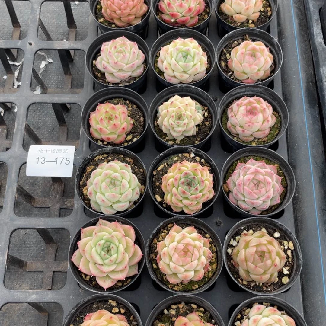 一物一拍18颗13-175