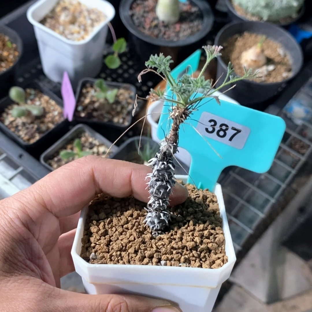 产地豪猪杨奎产地