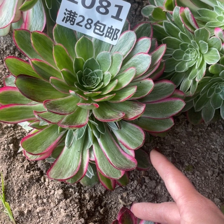 1081三号棚孔雀翎