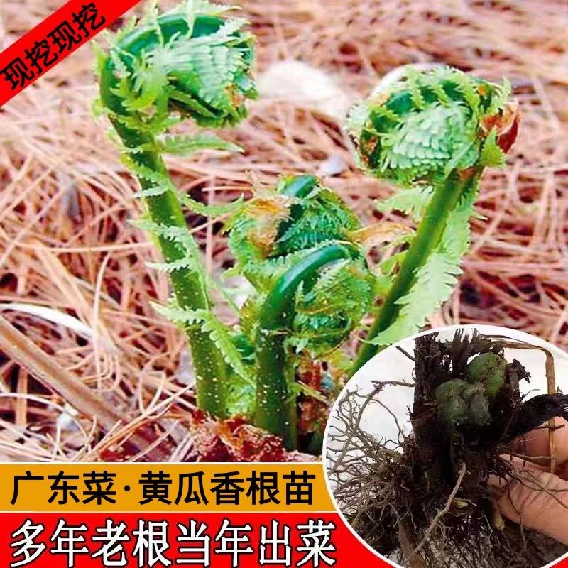 【广东菜根苗】东北黄瓜香山野菜根苗发货简单易种好成活