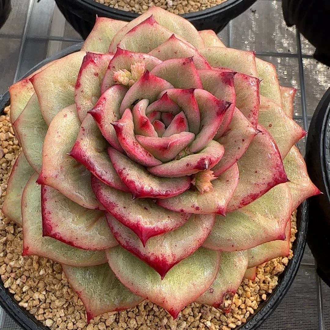 从前慢花园精选蔷薇