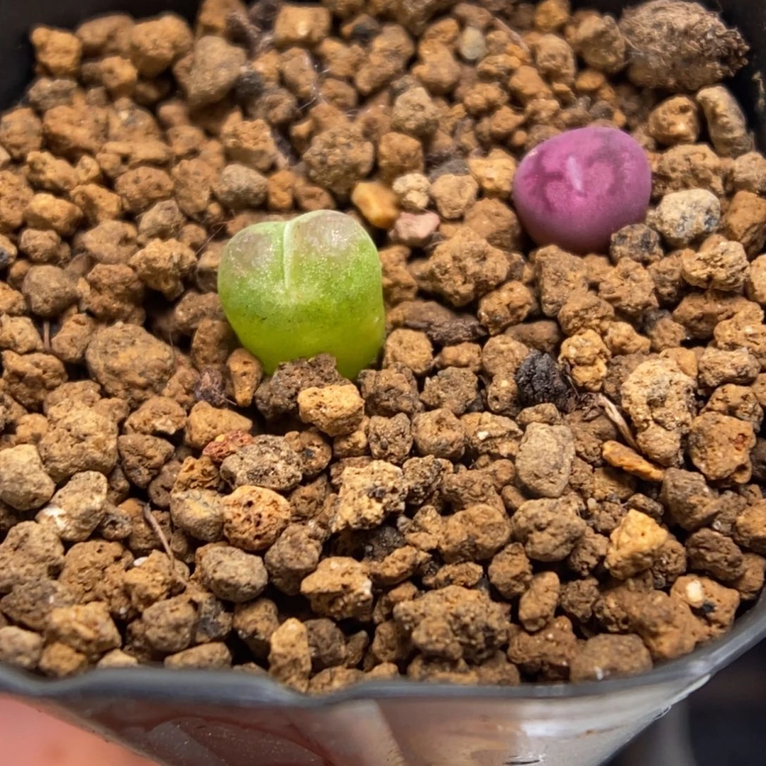 多肉植物肉锥杂交K-127（0.6-0.7）风铃杂 墨杂