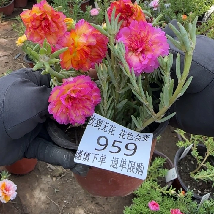 无花朵959超小苗盆口10cm