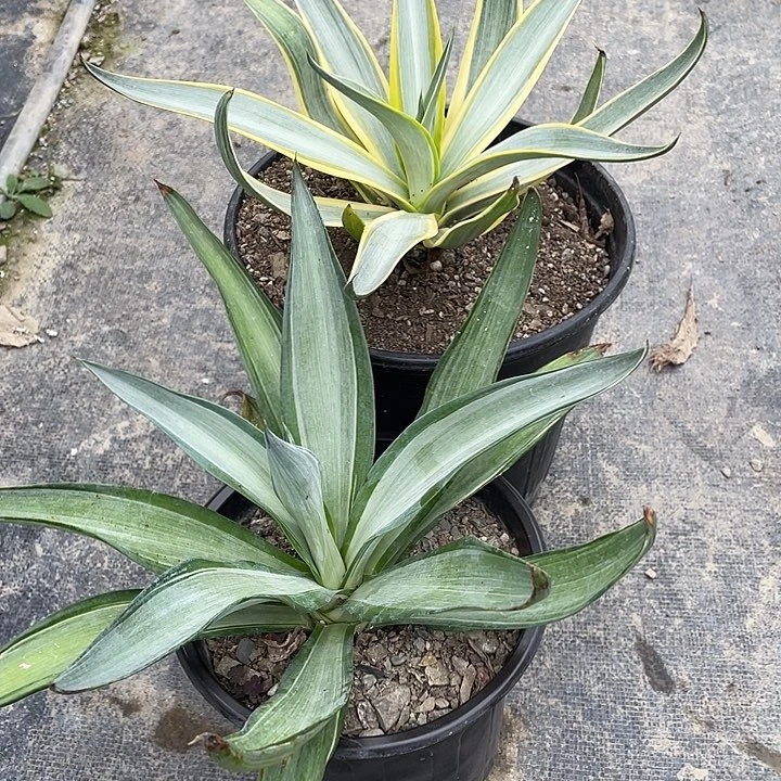 香****无花朵龙舌兰绿色植物