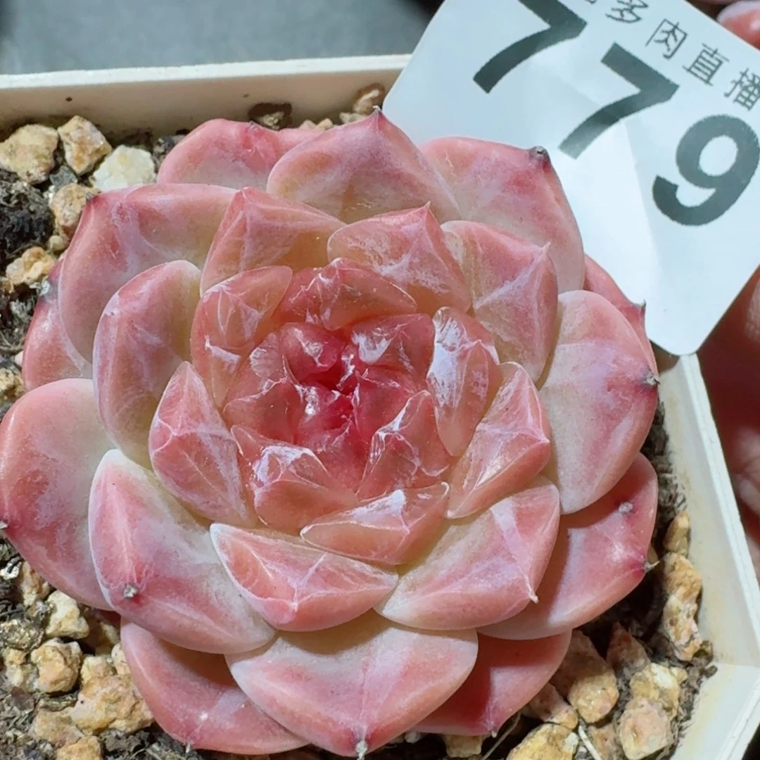 秘境冰魄      愿你一路坦途，乘风破浪展宏图