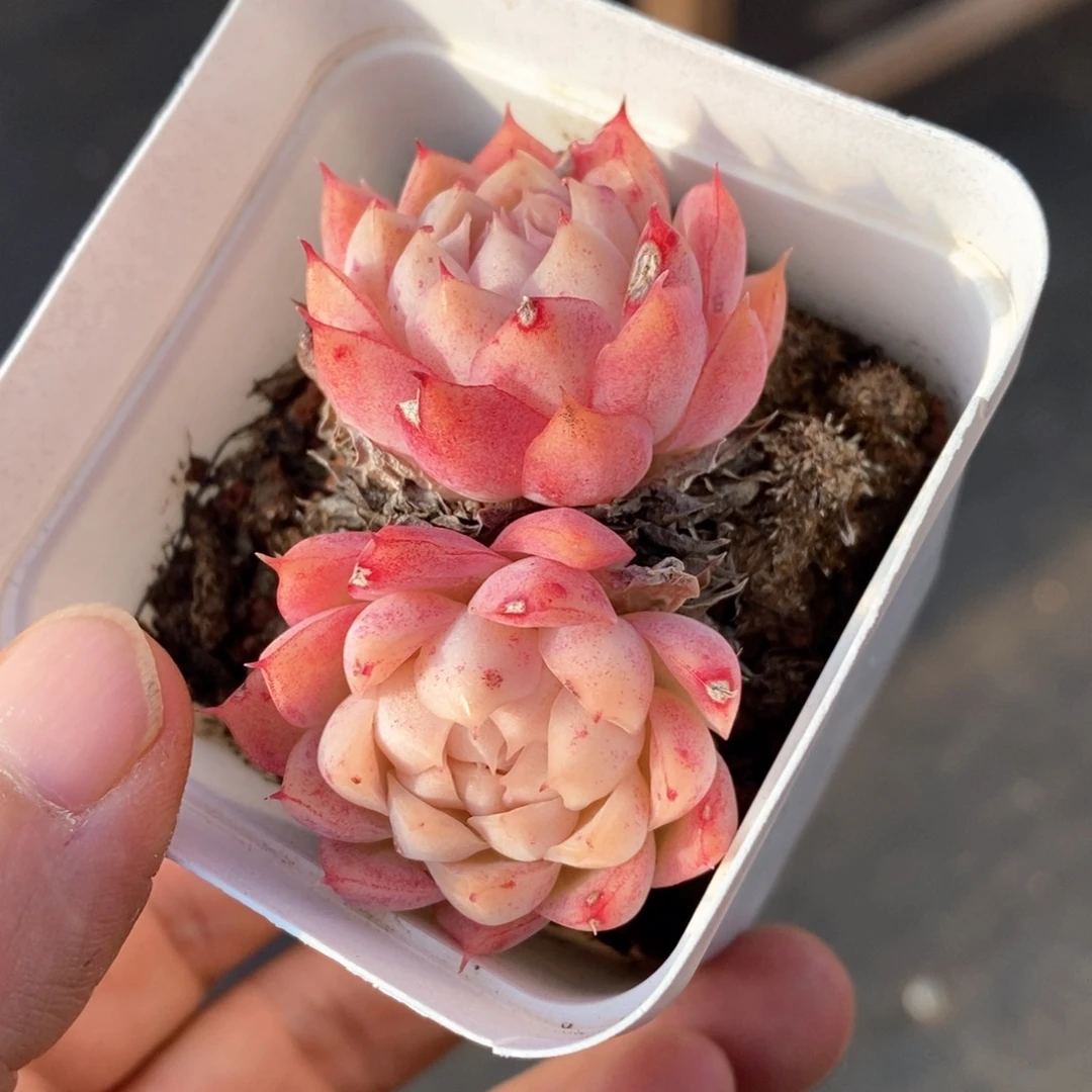 精品多肉一物一拍100