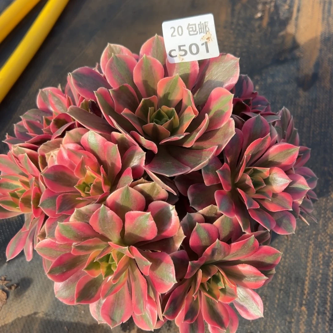 501女妖，多肉法师