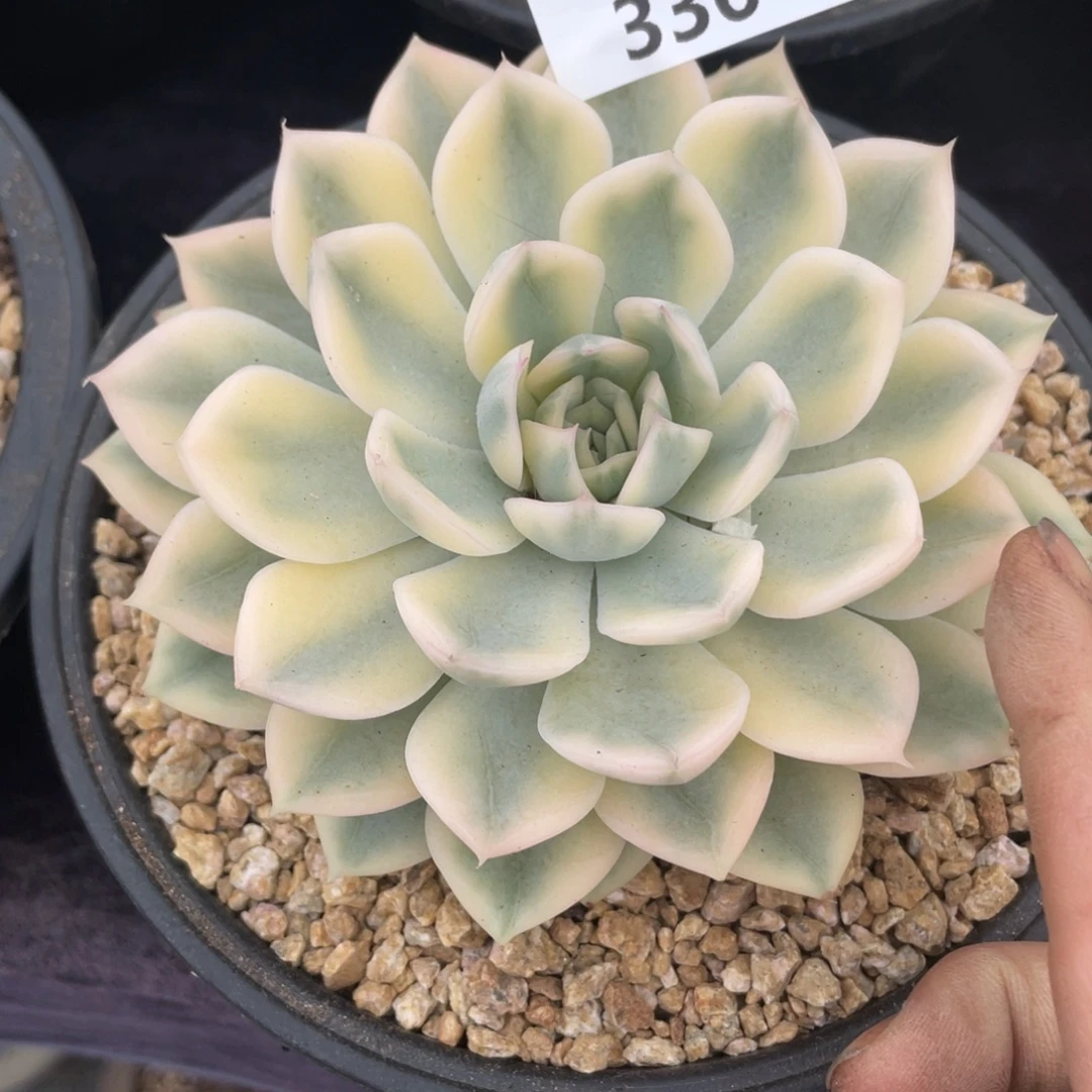 336月亮仙子单头多肉植物