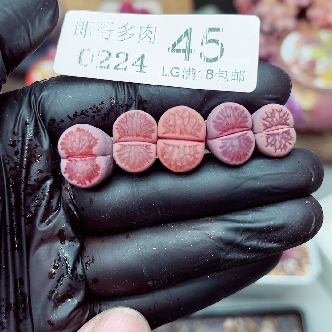 郎哥多肉生石花24-45