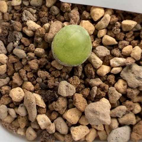 妙*佳91 看的肉肉冲冲冲冲冲冲冲冲