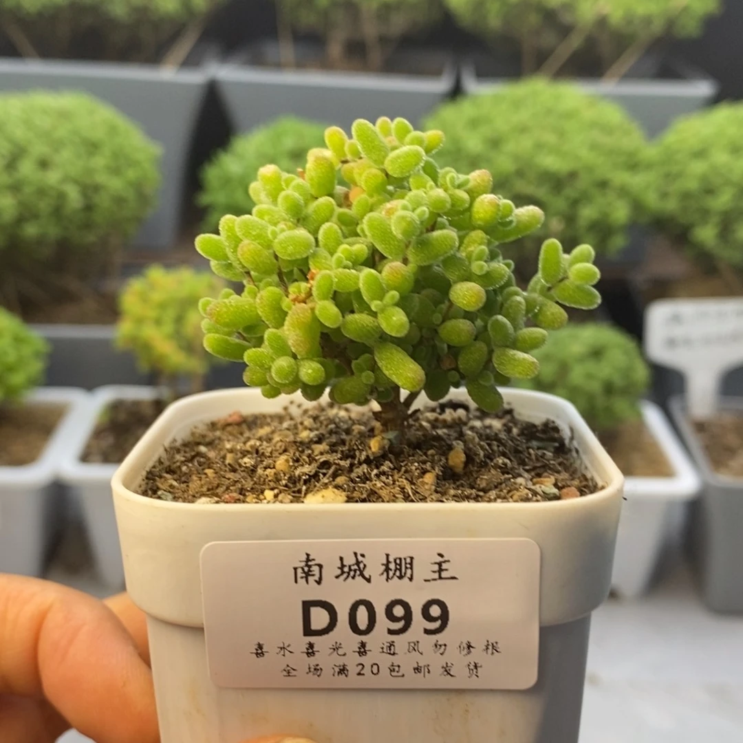 099蜜橘糖球枝干