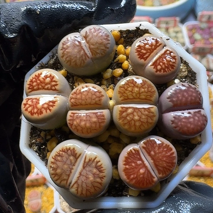 生石花33:：：。  35号