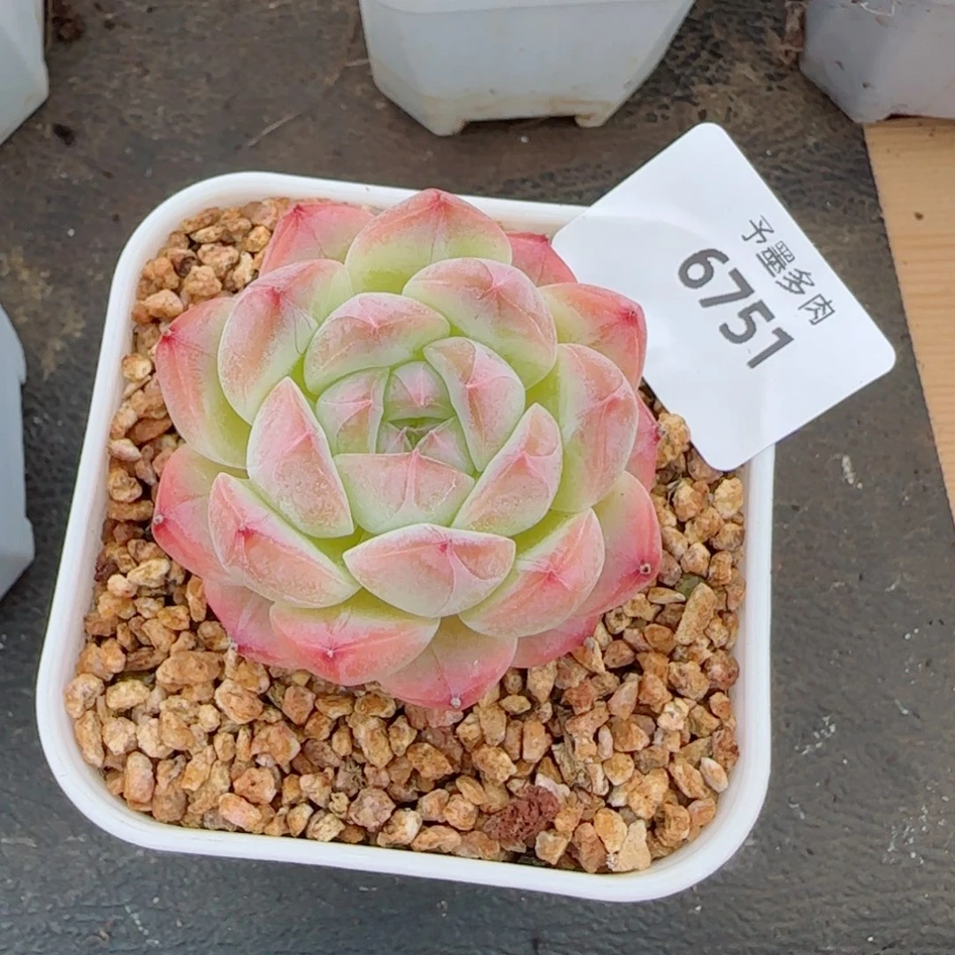 美梦，6751多肉植物