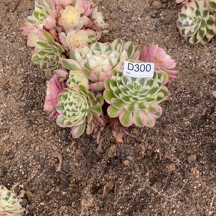 300半糖多肉植物法师