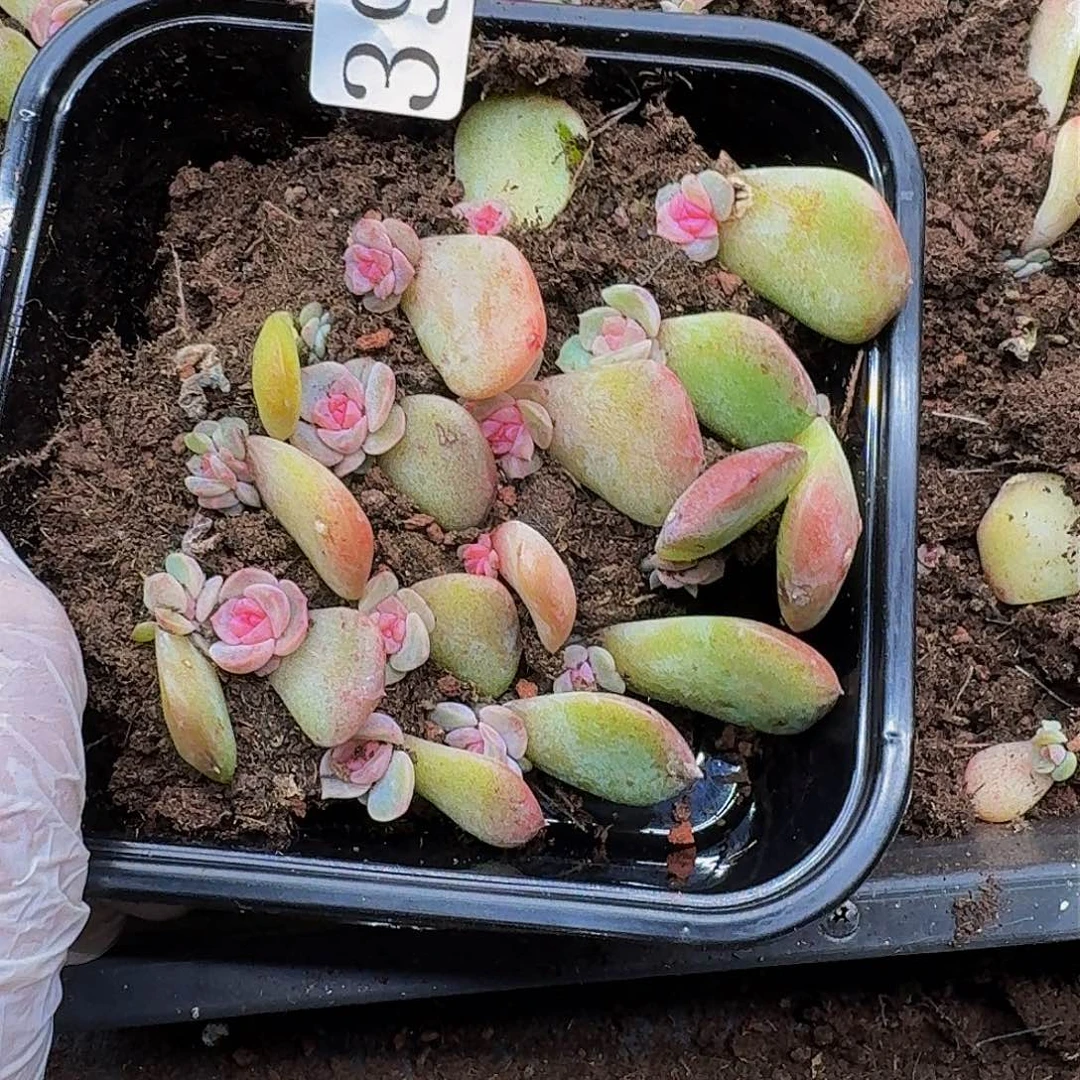 ?*楠多肉植物多肉植物391