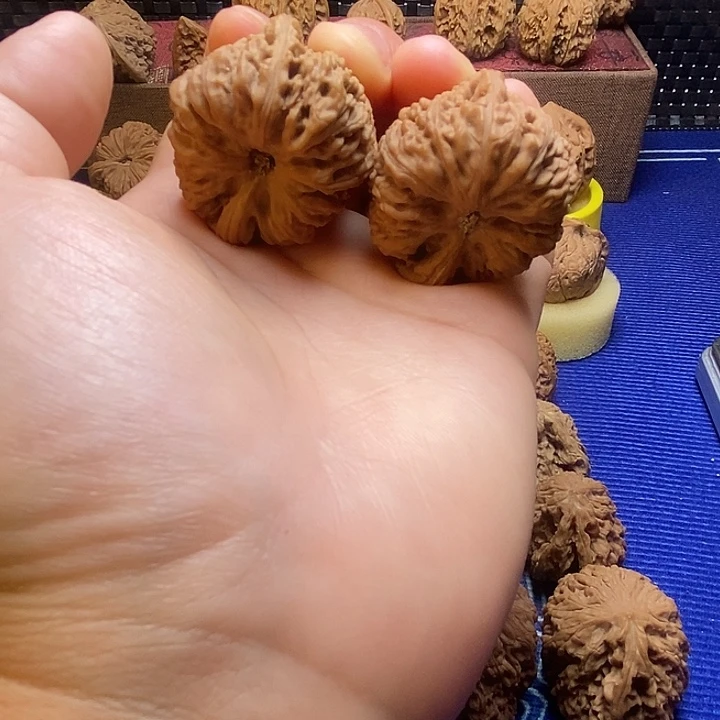 南疆一根半筋37尺长