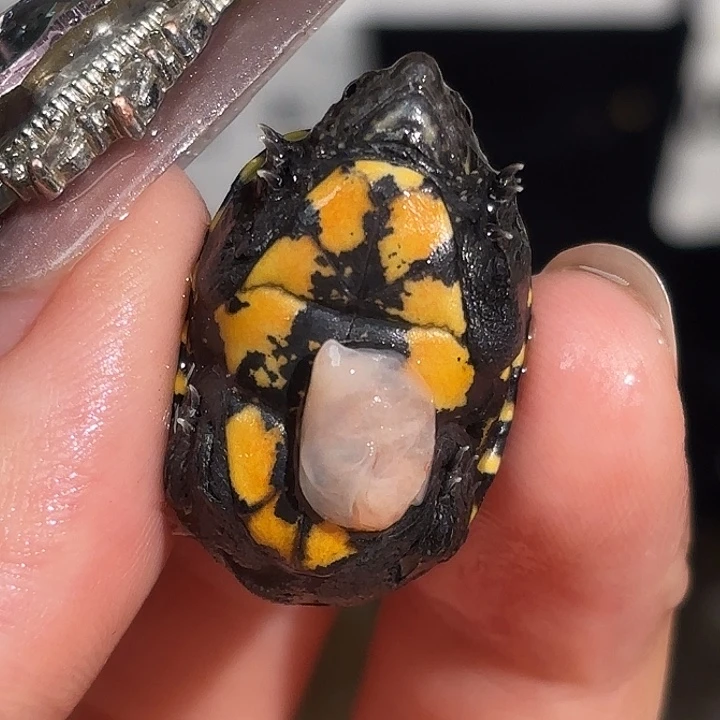 不分公母蛋龟一*红全品头盔