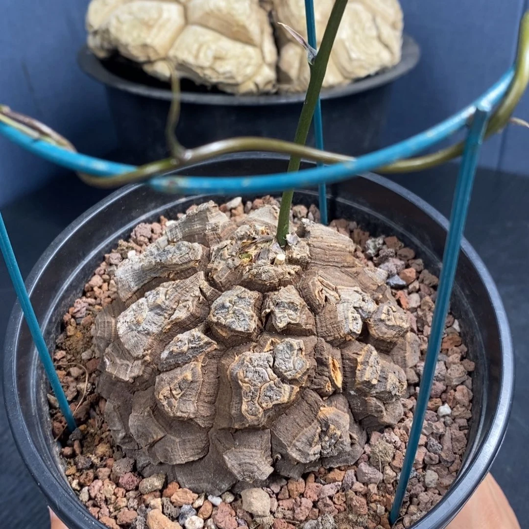 墨西哥龟甲龙实生带盆