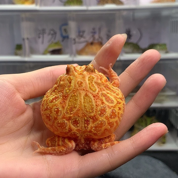 角蛙009南瓜南瓜南瓜