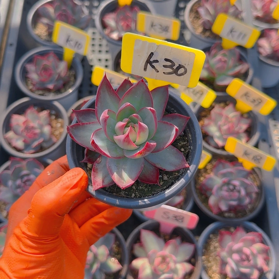 橙****时K30惊鸿单头多肉