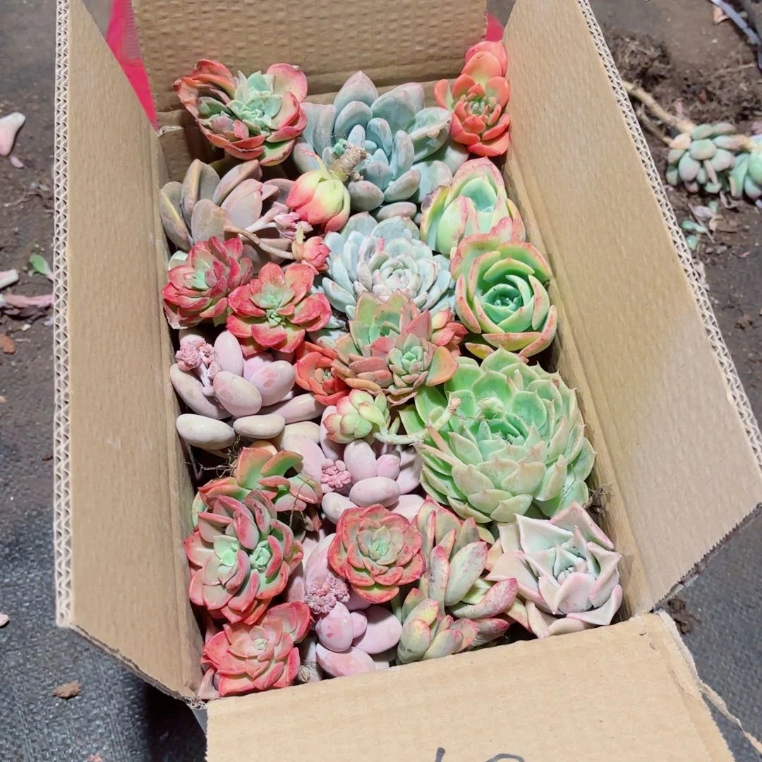 门***鸭杂花断枝断头处理不售后10