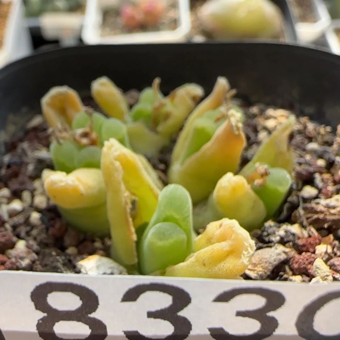【闪购商品】爱****妈8330