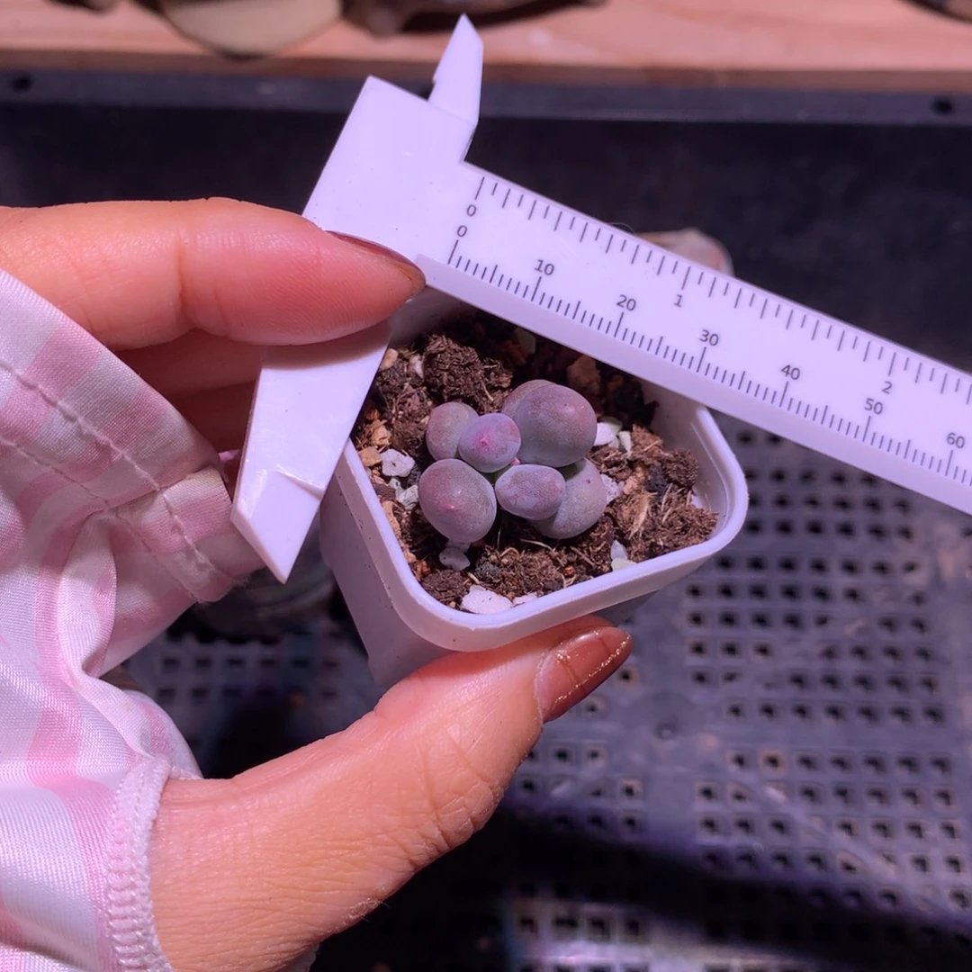 米可奶叶插苗，不满28发叶片发到付