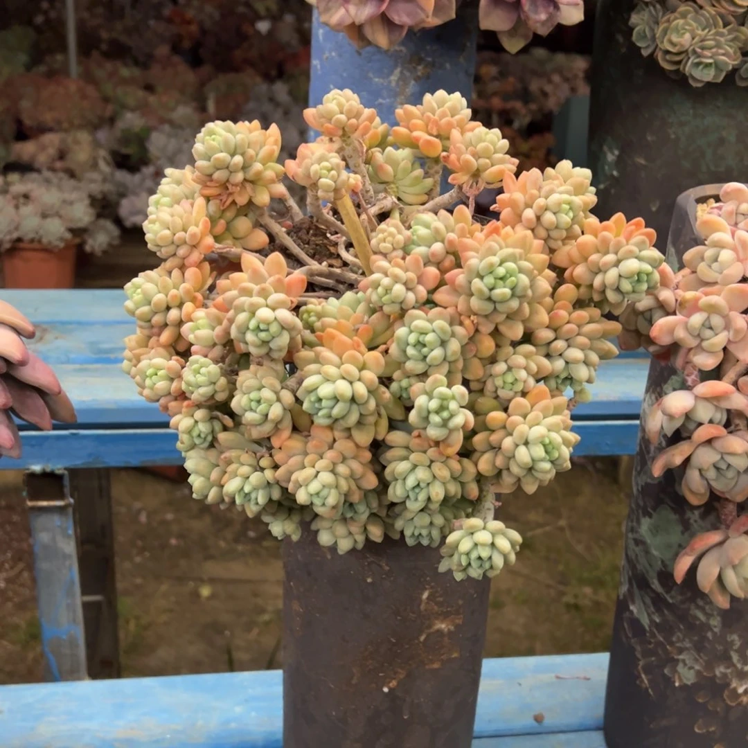 露养老桩脱土裸根鱼子酱