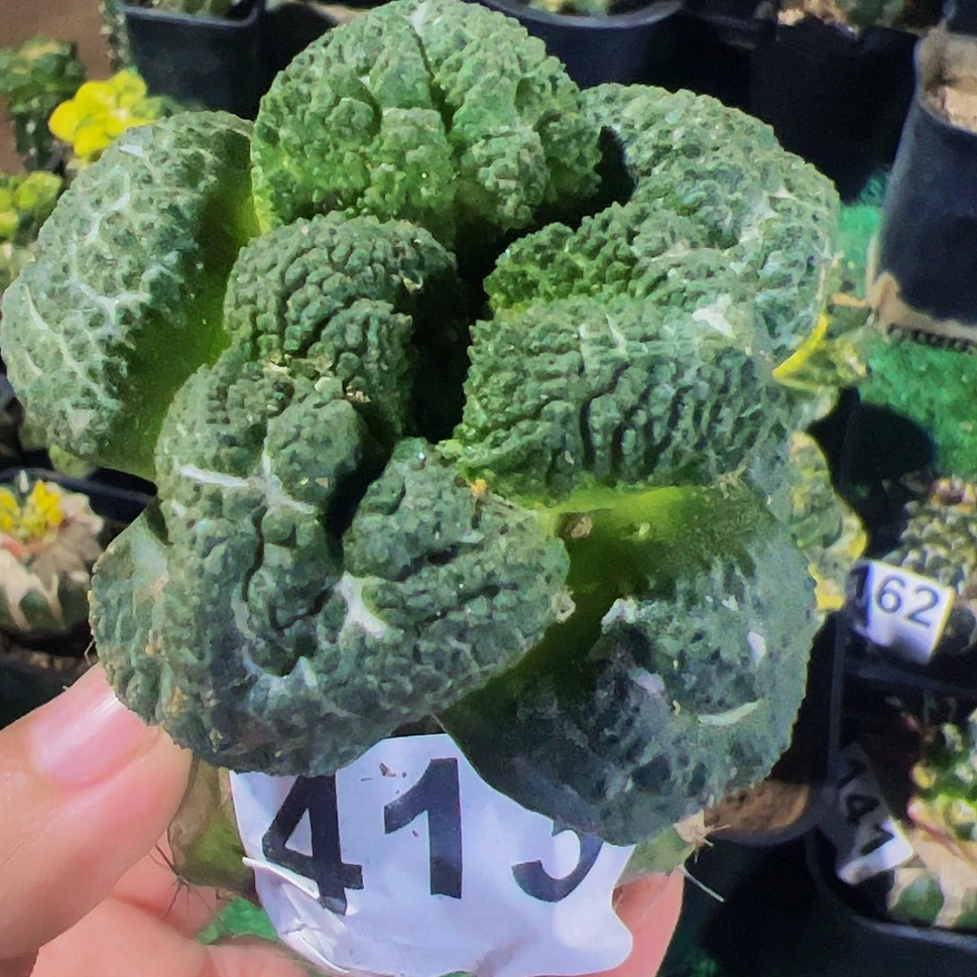 无花朵无毛哥斯拉连山牡丹413