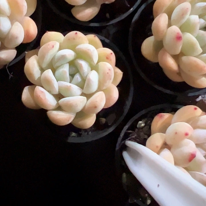 ?****?116多肉植物组合都在