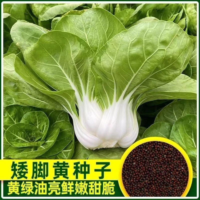 =阳台矮脚黄白菜种子新鲜种子耐寒耐热四季大田盆栽蔬菜种子