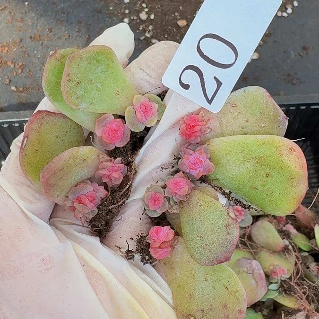 多肉植物多肉植物20
