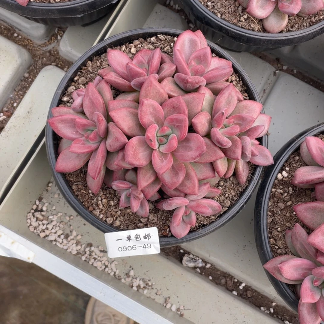 爱***瑞0906-49-赫菲斯托。。,,,