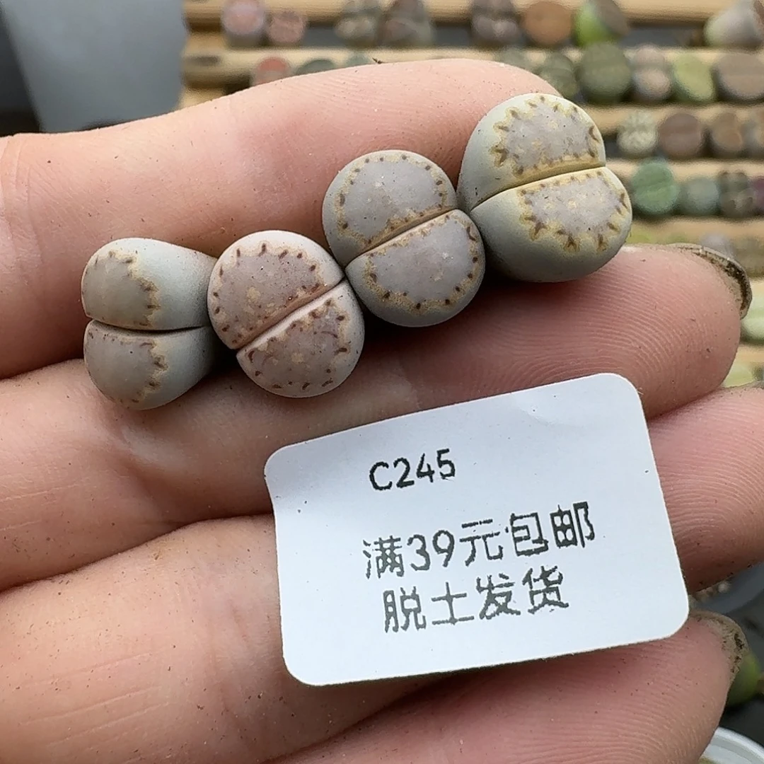 ****妈245多肉哈哈哈哈哈哈哈
