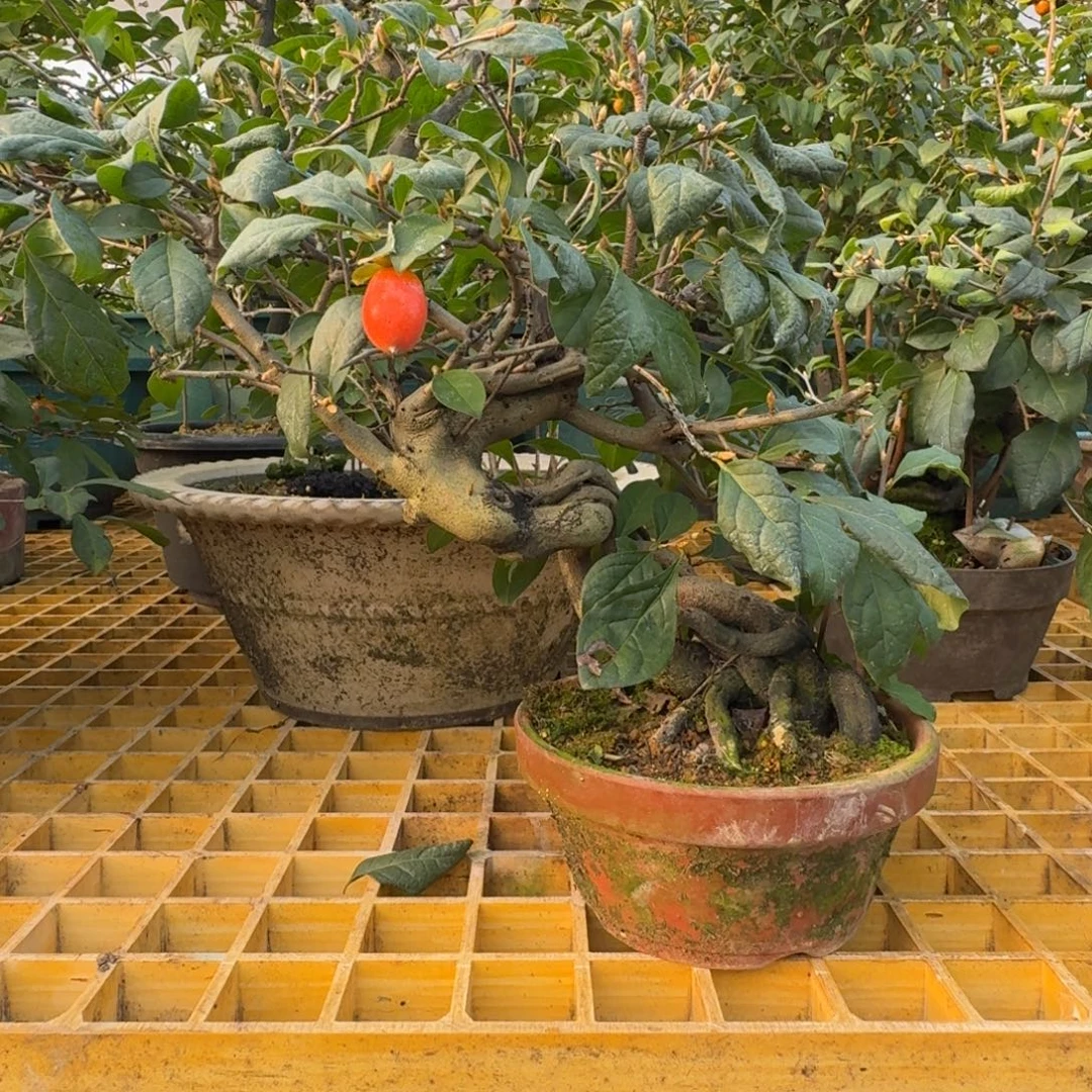 小***浪无花朵顺丰到付不包邮