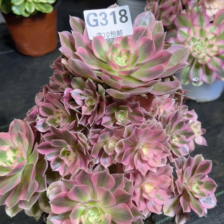 瑞妈多肉园艺318