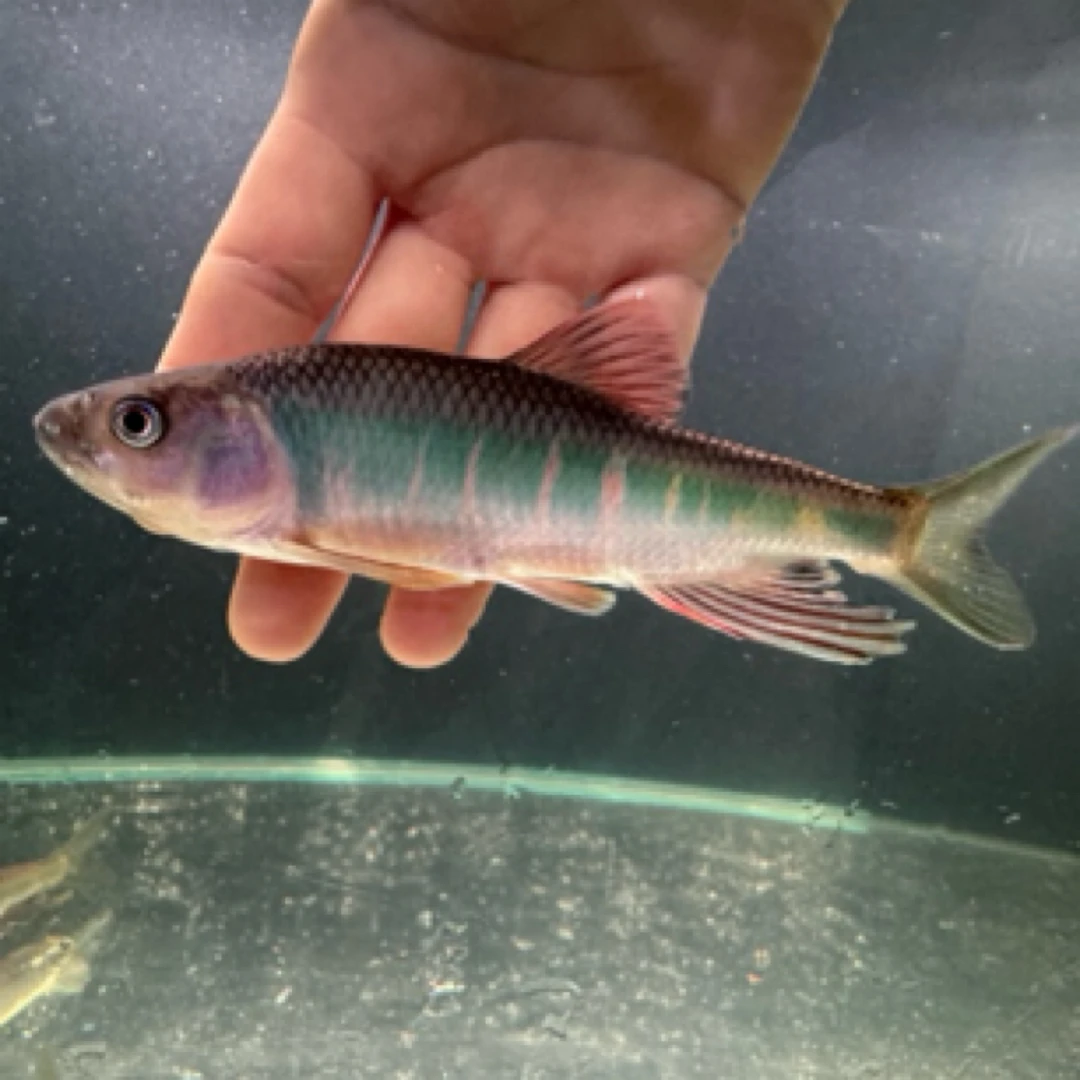 宽马鱲状体宽鳍马口鱲新品种溪流原生鱼超大个体发色自然靓丽包邮