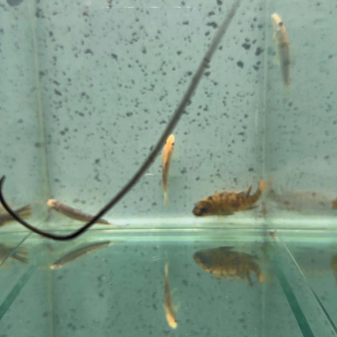 慈鲷糊**豆436号那坎花母