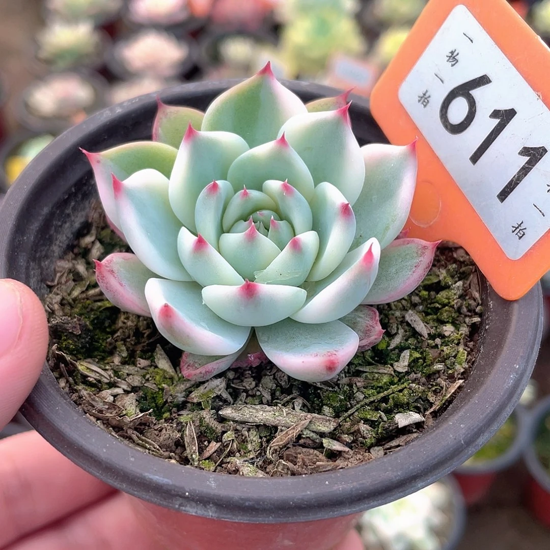 吉娃娃锦611号多肉