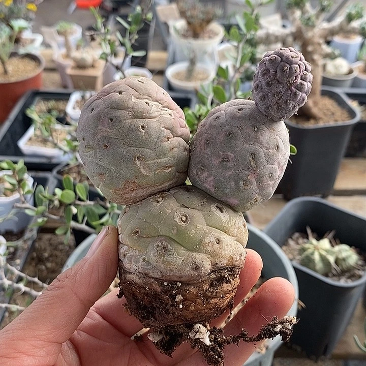 900习志野一一一一一一一