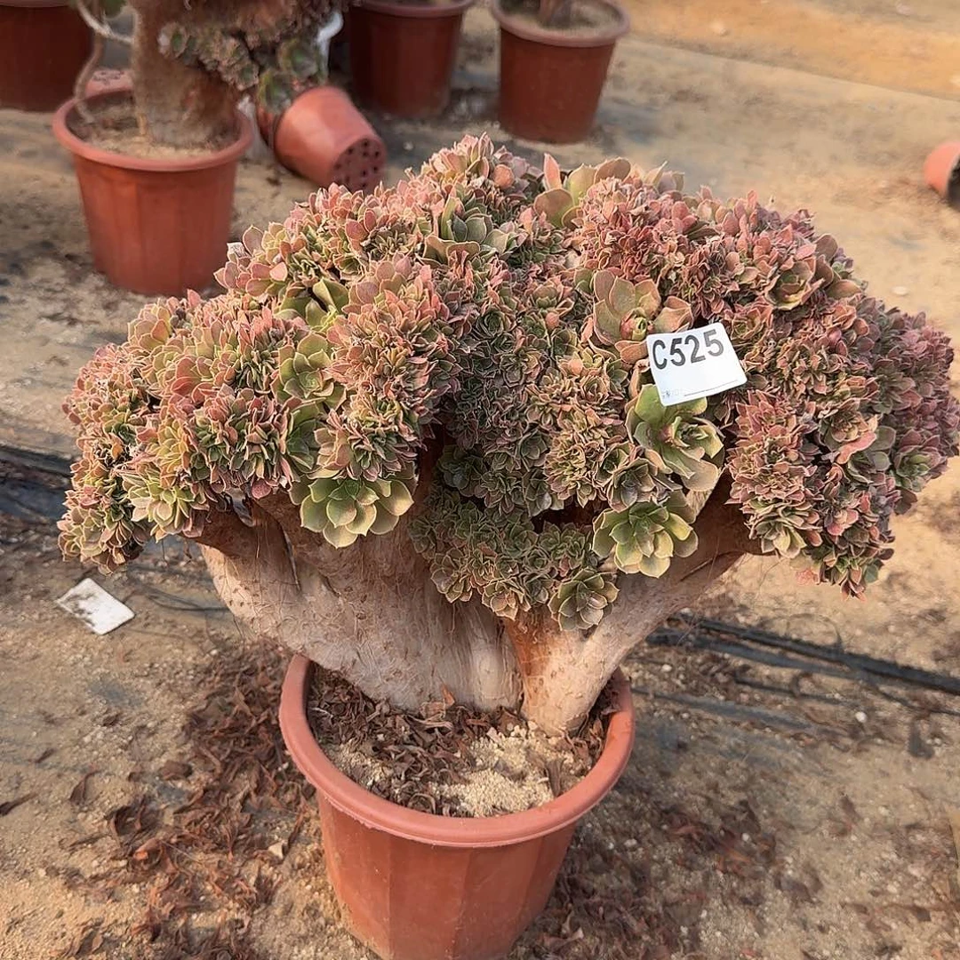 525玫瑰微瑕一颗叶子瑕