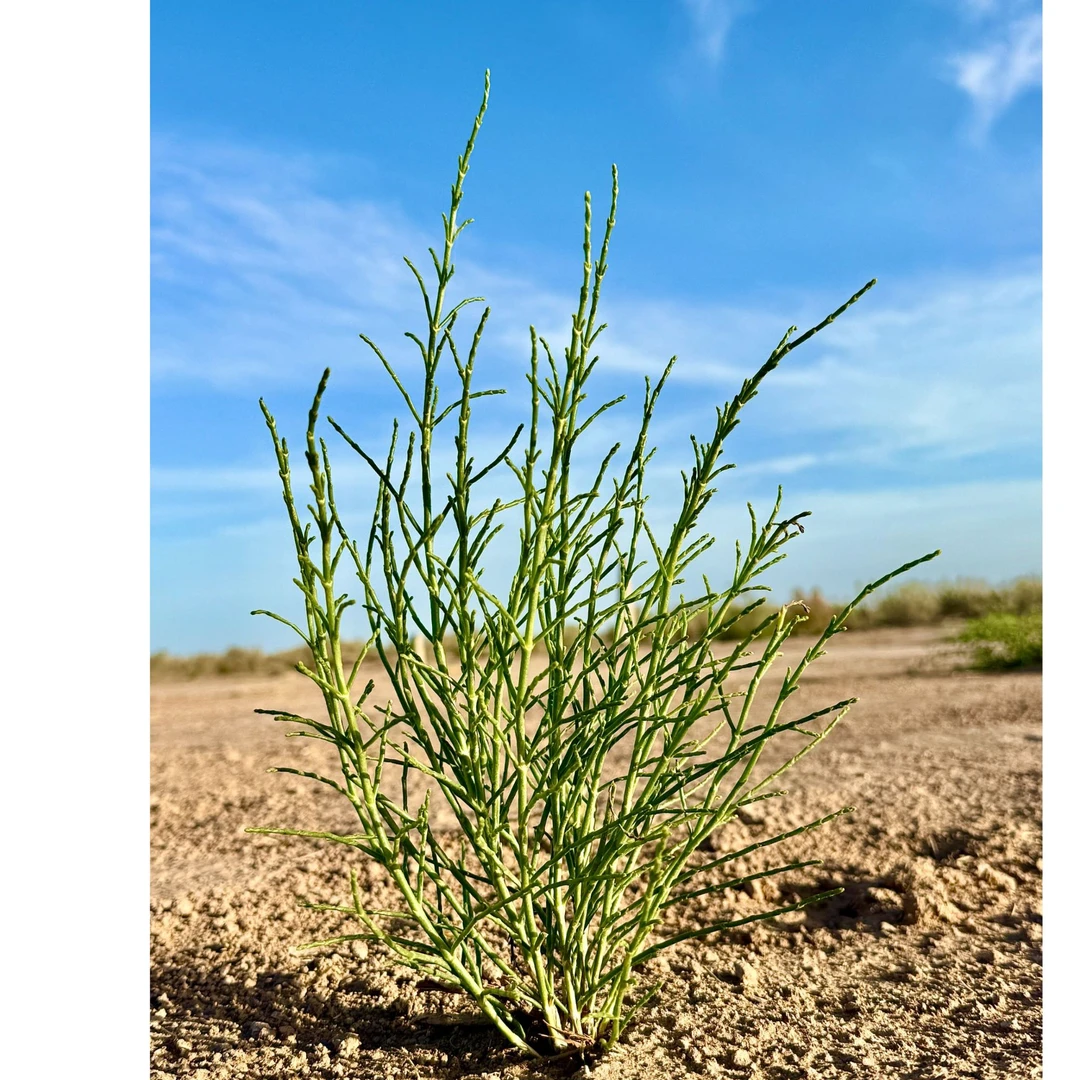 梭梭 种在巴丹吉林沙漠南缘民勤绿洲防风固沙保护家园